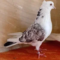 کفتر|پرنده|اندیشه, اندیشه فاز ۴|دیوار