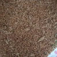 جو سفید درجه یک