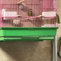 سهره سبز جنگلی حلقه به پا بخون