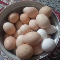 تخم مرغ محلی