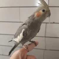 عروس هلندی ماده