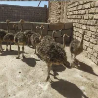 جوجه شترمرغ دوماهه