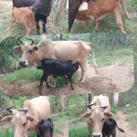 گاو و گوساله
