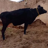 گاو انگوس شکم دوم ۱۸ روز تا زایمان شیر ۲۰ کیلو