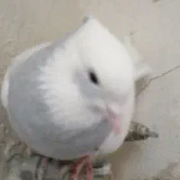 کفتر طوقی مهر مهر کاکلی