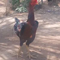 خروس