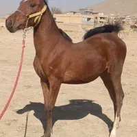 اسب