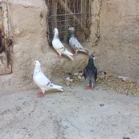 کبوتر