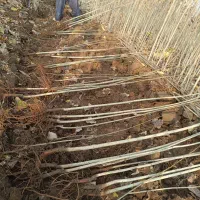 نهالستان سهند سبز  صنوبر نیگرا