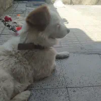 واگذاری سگ