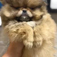 واگذاری توله پامریان ماده