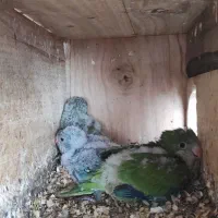 پرنده راهب