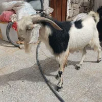 نر تالی