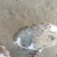 شش جفت جفت گاه عطیقه