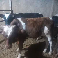 گوساله دورگ گیلک آماده پروار