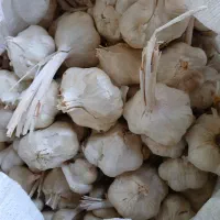 سیر|خوردنی و آشامیدنی|بیلوار, |دیوار