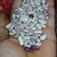 لوبیا چیتی درجه یک کنسروی