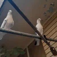 کبوتر