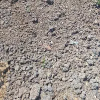 کود گوسفندی پوسیده