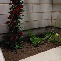 زیر زمین ۷۵ متری،تک خواب