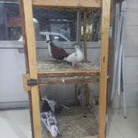 قفس‌پرنده