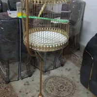 عروس هلندی جوان خوشگل با قفسه و همه وسایل