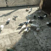 کفتر|پرنده|محمدیه-قزوین, |دیوار