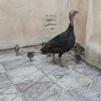 بوقلمون کرچ با جوجه