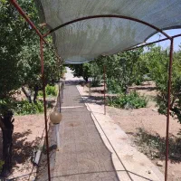 باغ