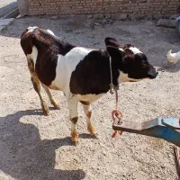 گوساله‌نر‌هولشتاین