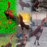خروس لاری ترک