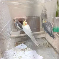 عروس هلندی