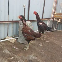 خروس و مرغ لاری