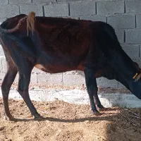 گاو ترکمنی آبستن