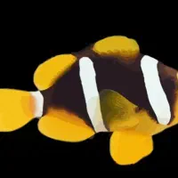 یک جفت ماهی کلارکی