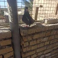 کله ای برنجی