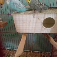 دوعدد مرغ عشق نر و ماده