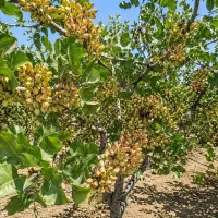 پسته USB|خدمات باغبانی و درختکاری|خوی, |دیوار