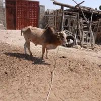 نرگاو|حیوانات مزرعه|قشم, |دیوار