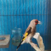 سهره|پرنده|سیرجان, |دیوار