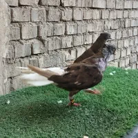 جفت کوهی دمسفید شکلاتی ۱۴ پر دم