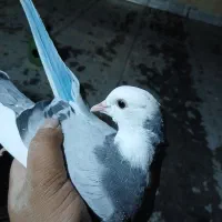 کبوتر غریب