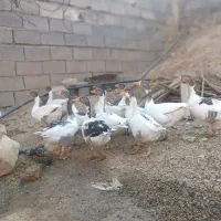 10عدد غاز جوان