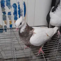 کفتر|پرنده|مشهد, رده|دیوار