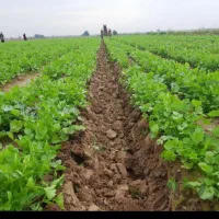 2هکتار-زمین-یک-کشت