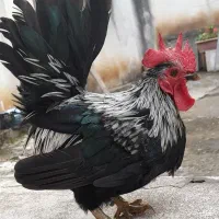 خروس