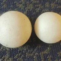 شهاب سنگ و...