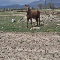 اسب عرب ایرانی