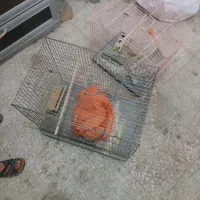 قفس پرنده