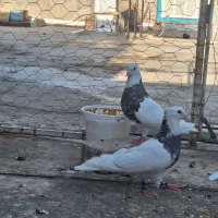 کبوتر طوقی